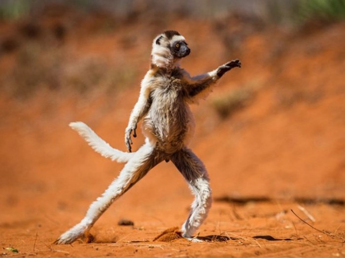 All Of The Best Pictures From The Comedy Wildlife Photography Awards (19 pics)
