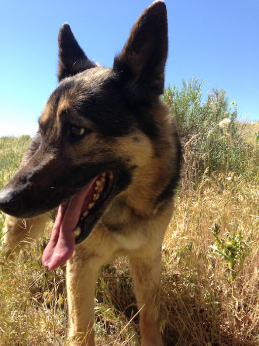 German Shepard Tells The Story Of Her Last Day On Earth (20 pics)