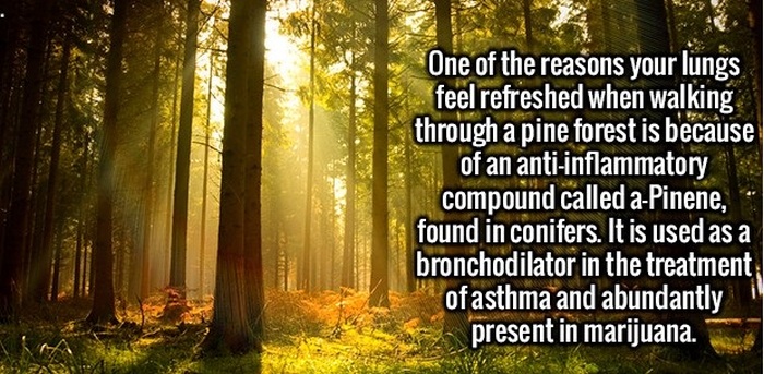 Interesting Facts That Will Excite Your Mind (24 pics)