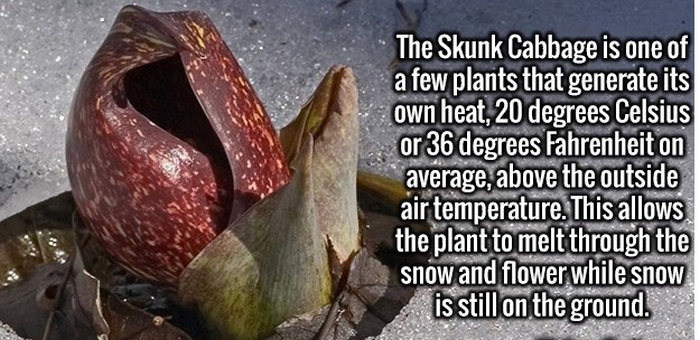 Interesting Facts That Will Excite Your Mind (24 pics)