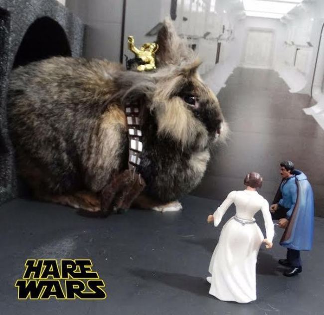 Chewbacca Gets Replaced By A Bunny For Hare Wars (10 pics)