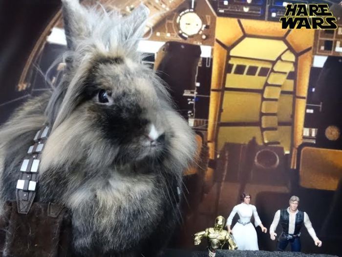 Chewbacca Gets Replaced By A Bunny For Hare Wars (10 pics)