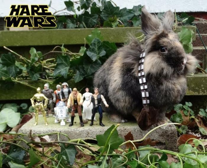 Chewbacca Gets Replaced By A Bunny For Hare Wars (10 pics)