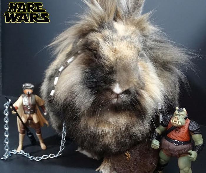 Chewbacca Gets Replaced By A Bunny For Hare Wars (10 pics)