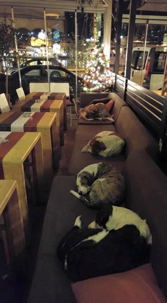 This Coffee Gives Stray Dogs A Safe Place To Sleep (3 pics)