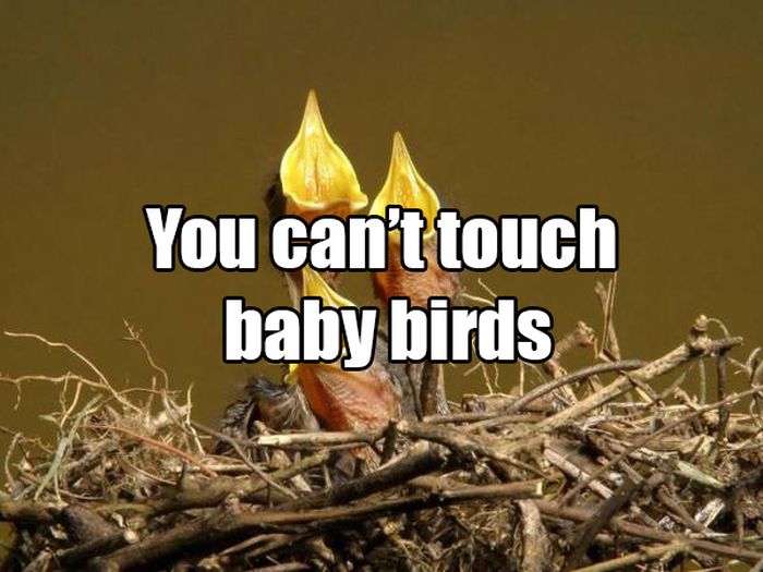 Common Misconceptions That You Need To Stop Believing (14 pics)