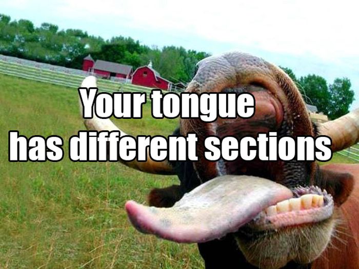 Common Misconceptions That You Need To Stop Believing (14 pics)
