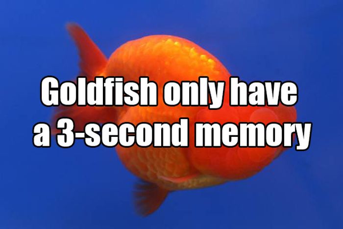 Common Misconceptions That You Need To Stop Believing (14 pics)