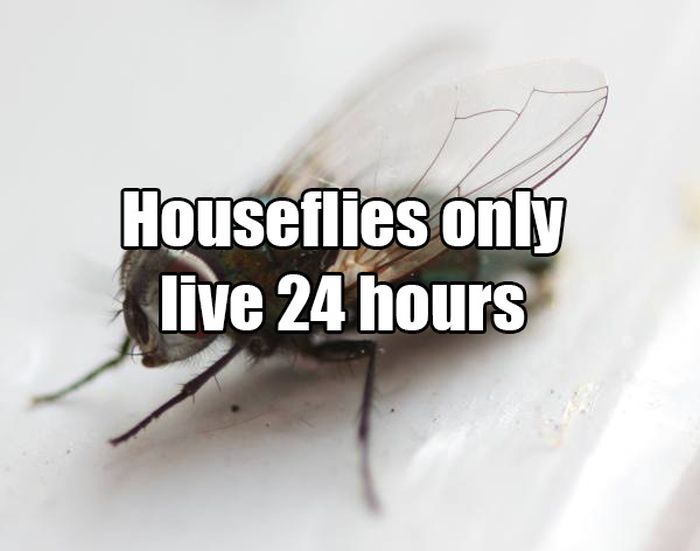 Common Misconceptions That You Need To Stop Believing (14 pics)