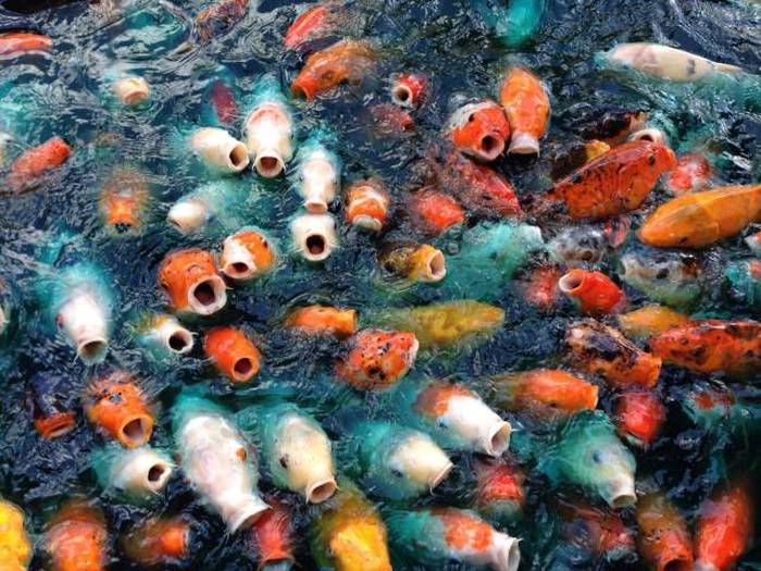 Acid Picdump (109 pics)