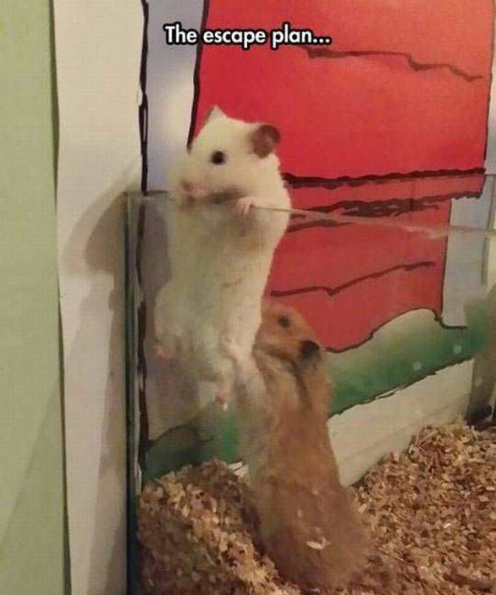 Acid Picdump (109 pics)