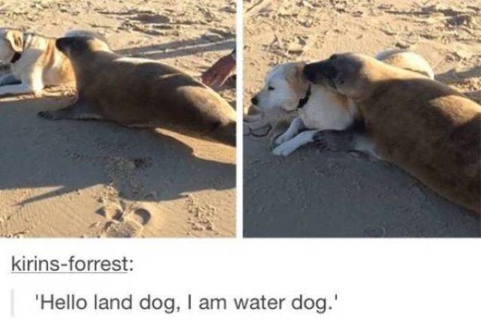 The Funniest And Most Outrageous Posts About Animals In The History Of Tumblr (30 pics)