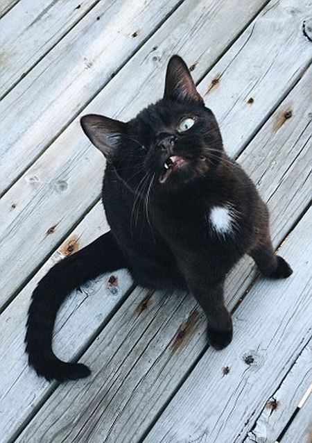 One Eyed Pirate Cat Finally Finds A New Home (6 pics)