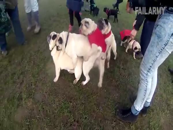 Funniest Animal Fails Compilation 2015