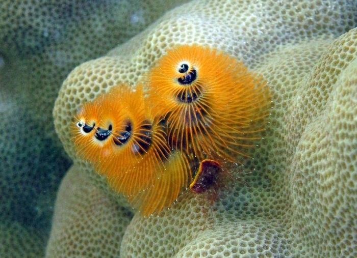These Worms Look A Lot Like Christmas Trees (10 pics)