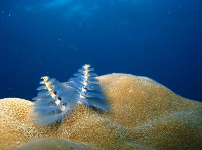 These Worms Look A Lot Like Christmas Trees (10 pics)