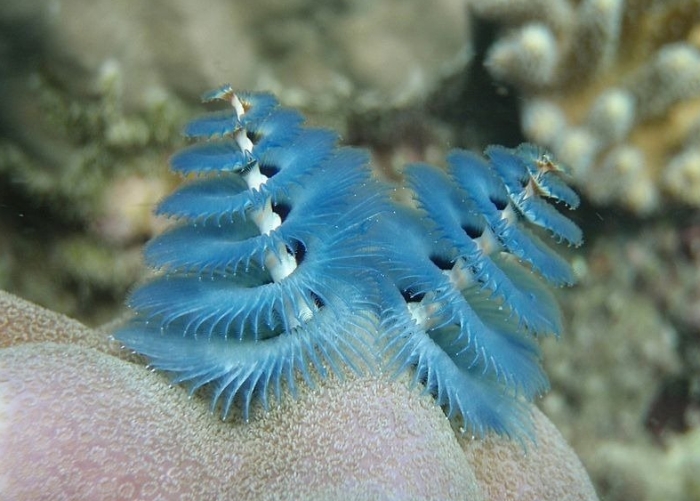 These Worms Look A Lot Like Christmas Trees (10 pics)