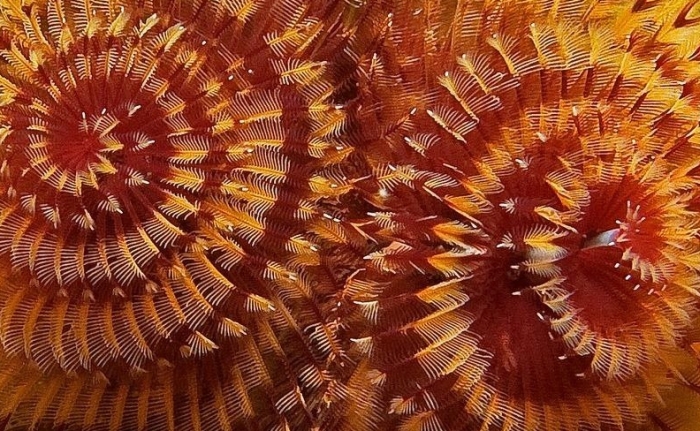 These Worms Look A Lot Like Christmas Trees (10 pics)
