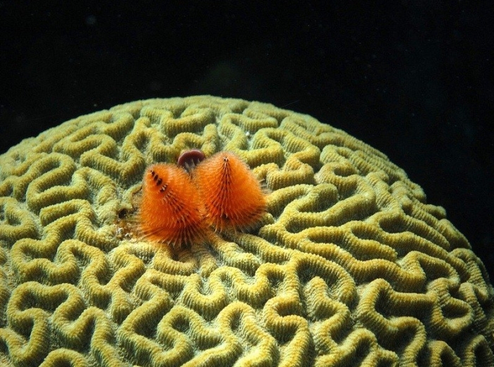These Worms Look A Lot Like Christmas Trees (10 pics)