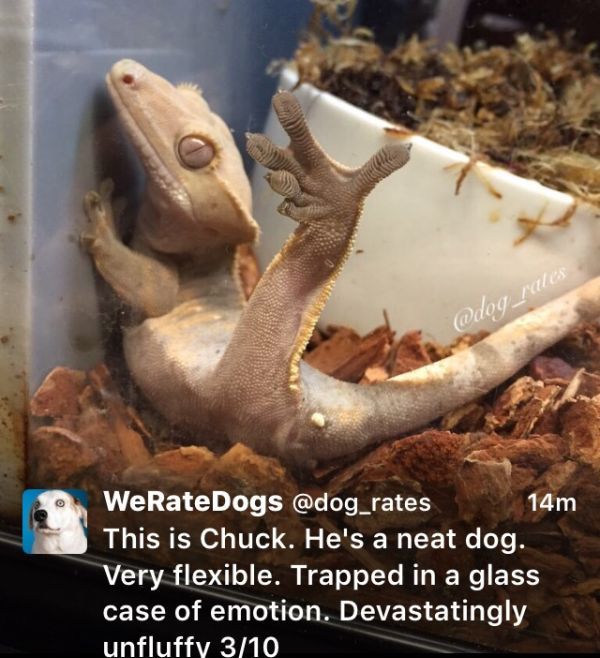 We Rate Dogs Is The Twitter Account The Animal Kingdom Needed (18 pics)