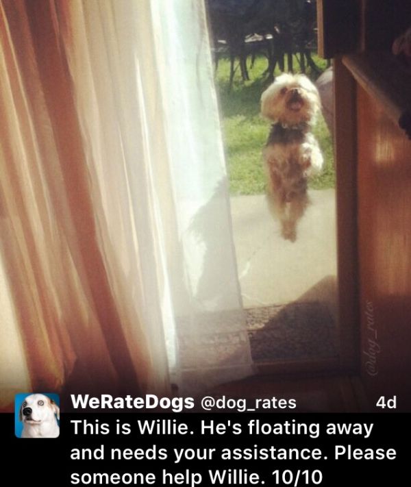 We Rate Dogs Is The Twitter Account The Animal Kingdom Needed (18 pics)