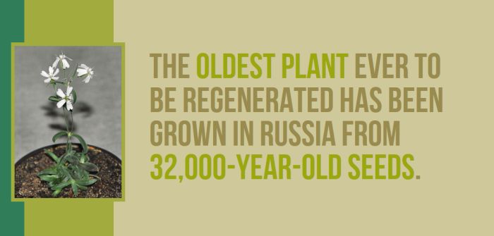Incredible And Entertaining Facts About Russia (34 pics)