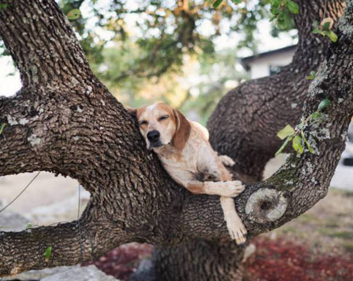 No Other Dog Is Living The Dream Quite Like This One Is (20 pics)