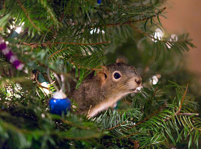 This Couple Saved A Squirrel And Let It Live In Their Christmas Tree (4 pics)