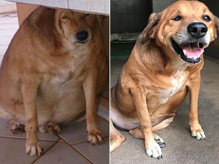 These Pets Went Through Some Impressive Body Transformations (13 pics)