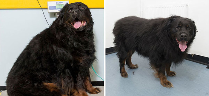 These Pets Went Through Some Impressive Body Transformations (13 pics)