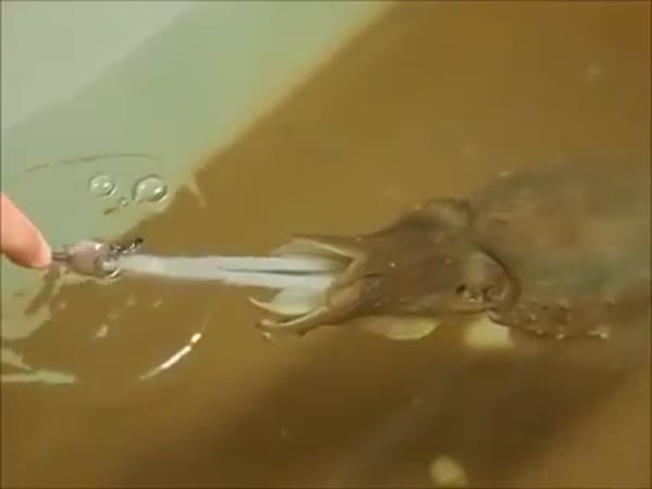 Cuttlefish Eats