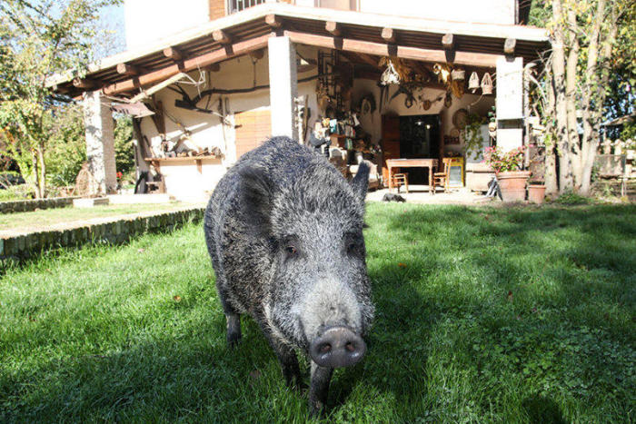 Meet The Couple That Lets A Hog Live Inside Their House (14 pics)