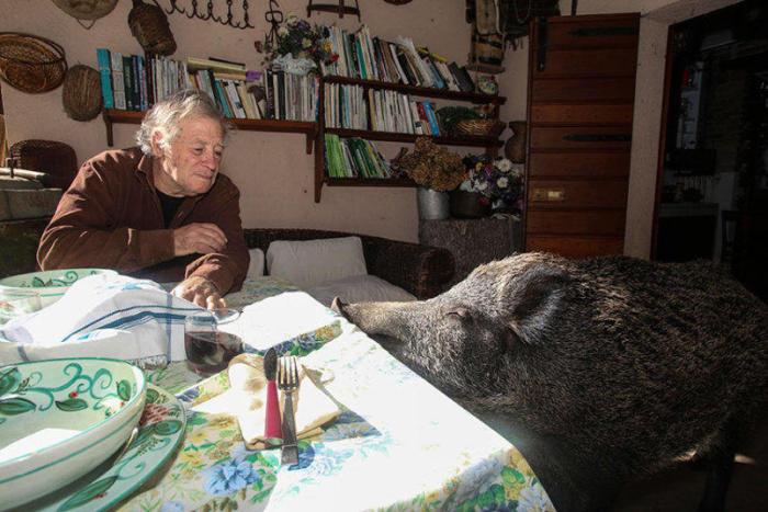Meet The Couple That Lets A Hog Live Inside Their House (14 pics)
