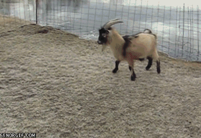Gifs That Prove Goats Are A Very Special Kind Of Weird (14 gifs)