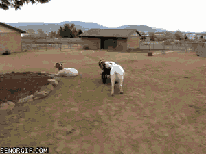 Gifs That Prove Goats Are A Very Special Kind Of Weird (14 gifs)
