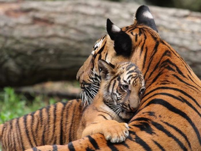 Here's A Friendly Little Reminder That Life Is Beautiful (44 pics)