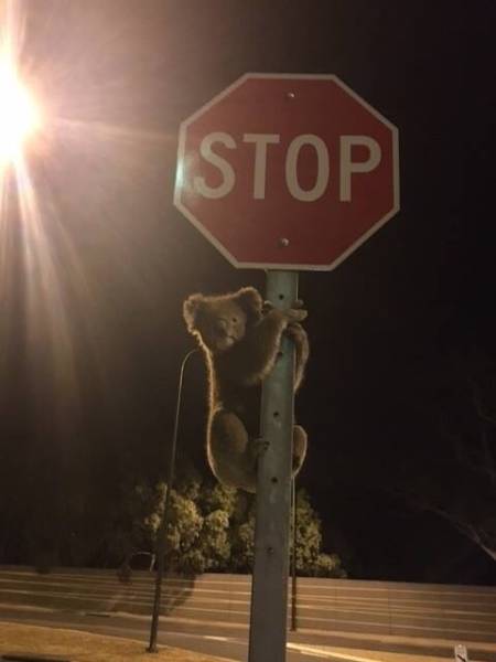 Acid Picdump (94 pics)