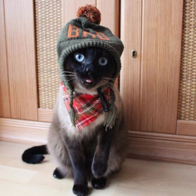 Meet Little Lenny The Cat That's Taking Instagram By Storm (15 pics)