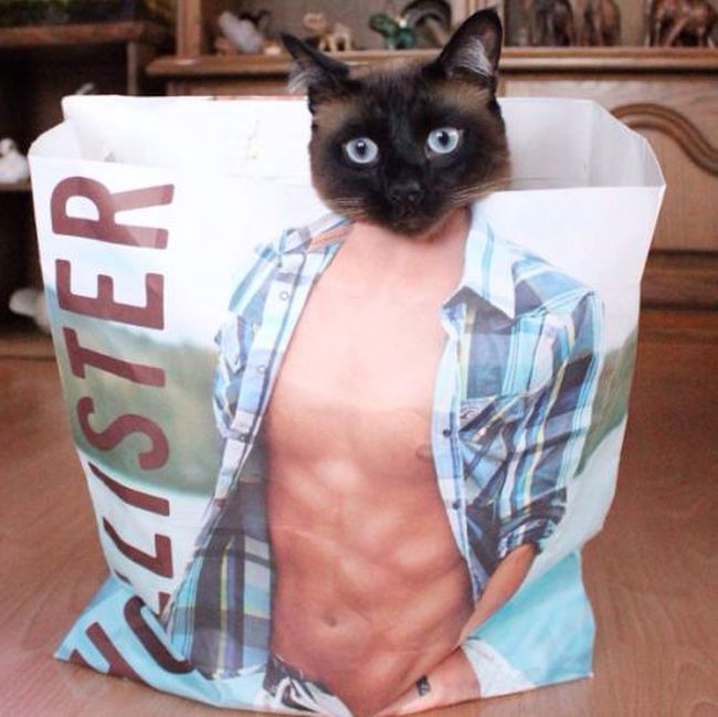 Meet Little Lenny The Cat That's Taking Instagram By Storm (15 pics)