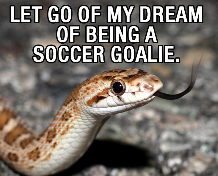 The Animal Kingdom Reveals Their New Year’s Resolutions For 2016 (10 pics)