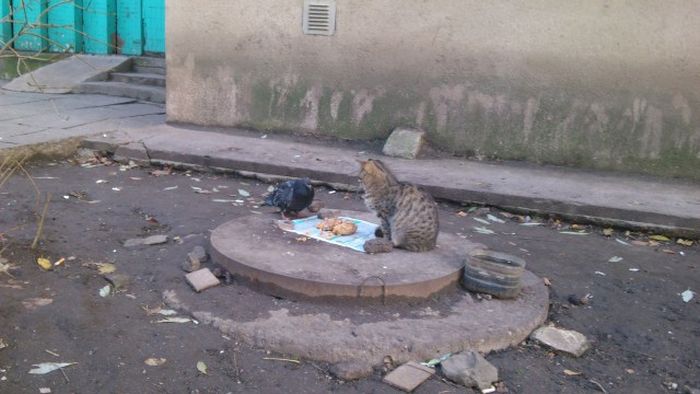 Acid Picdump (102 pics)