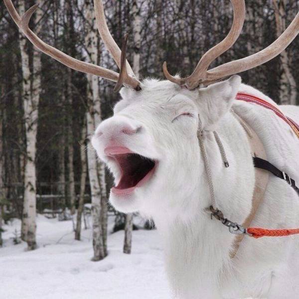 Acid Picdump (102 pics)