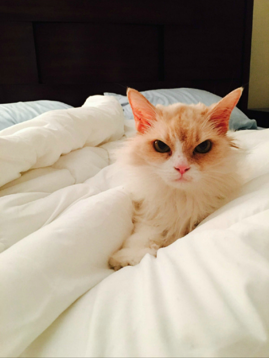 This Feline Could Give Grumpy Cat A Run For Its Money (3 pics)