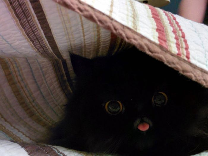 Acid Picdump (94 pics)