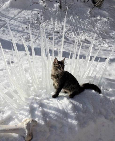 Acid Picdump (94 pics)
