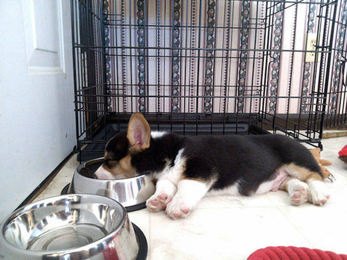 Photos That Prove Dogs Will Sleep Anywhere As Long As They Can Fit (36 pics)
