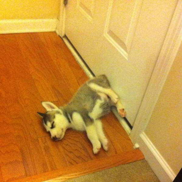 Photos That Prove Dogs Will Sleep Anywhere As Long As They Can Fit (36 pics)