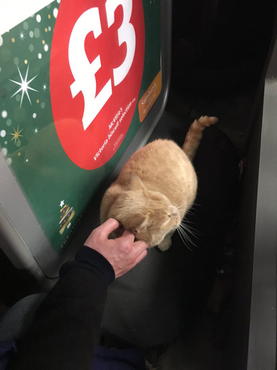 Meet The Cat That Thinks He Lives In A Supermarket (6 pics)