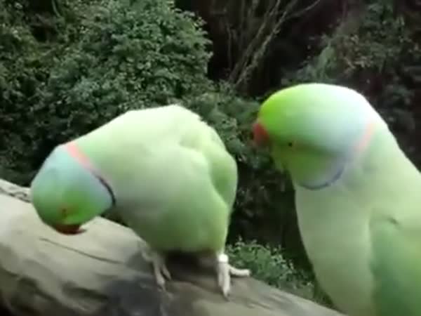Talking Parrots