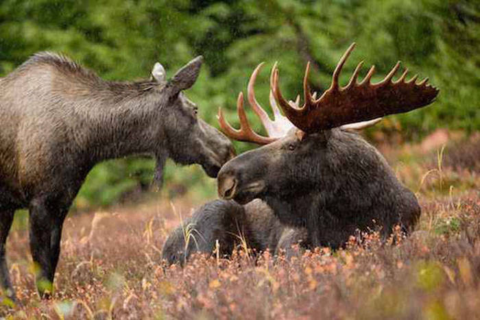 Interesting Facts And Trivia About The State Of Alaska (24 pics)